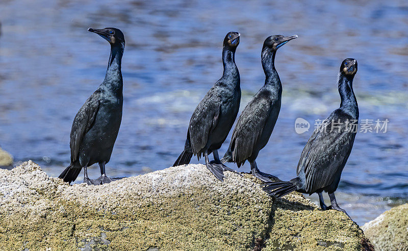 勃兰特鸬鹚，Urile penicillatus，是一种严格意义上的海鸟，属于栖息在北美太平洋沿岸的海鸟鸬鹚家族。洛雷托湾国家海洋公园，墨西哥下加利福尼亚。